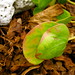 Elbert Cotton Photo 6