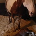 Melody Carlson Photo 33