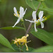 Gilbert Bush Photo 23