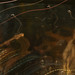 Vivian Burns Photo 26