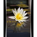 Lily Eng Photo 26