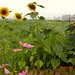 Shan Cao Photo 27