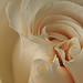 Rose Robinson Photo 43