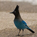 Jay Lemmon Photo 15