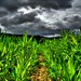 Paul Corning Photo 21