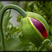 James Bouton Photo 16