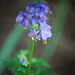 Jacob Flowers Photo 40