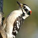 Suzanne Bird Photo 36