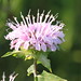 Leroy Flowers Photo 27