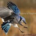 Jay Land Photo 26