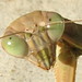 Georgia Mantis Photo 16