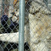Shelley Wolf Photo 32