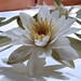 Rudolph Flowers Photo 16