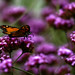 Eric Bankes Photo 12
