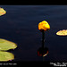 Lily Pike Photo 19