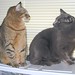 Tabitha Brown Photo 46