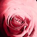 Rose Gabriele Photo 26