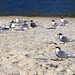 Byron Terns Photo 8