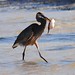 Dorothy Heron Photo 19