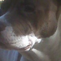 Lou Cook Photo 8