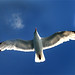 Jonathan Prinz Photo 13