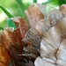 Fern Sharp Photo 21