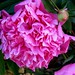 Thomas Scharf Photo 28
