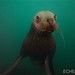 Eric Seal Photo 35
