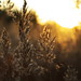 Autumn Reed Photo 38