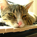 C Minor Photo 26