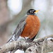 Robin Beaver Photo 38