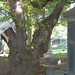 Angel Wood Photo 40