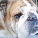 Leroy English Photo 16