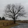 A Williams Photo 16