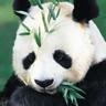 Xiao He Photo 13