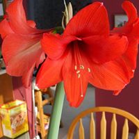 Wanda Baxter Photo 7