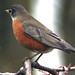 Robin Land Photo 31