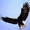 John Jemison Photo 6