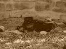 Frank Della Photo 24