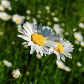 Daisy Bell Photo 14