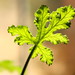 Ellen Leaf Photo 13