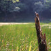 Xin Meng Photo 25