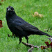 Kent Crow Photo 15