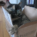 Suzette Foster Photo 18