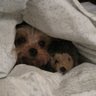 Tricia Wolf Photo 9