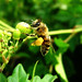 Robert Bees Photo 17