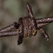 Rusty Sharp Photo 19
