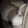 Lisa Farris Photo 25