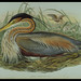 John Gould Photo 51