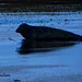 Dawn Seal Photo 30